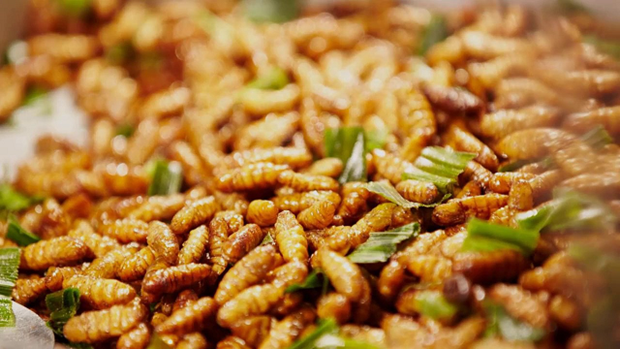 Le Vietnam autorisé à envoyer des insectes destinés à la consommation humaine vers l’UE